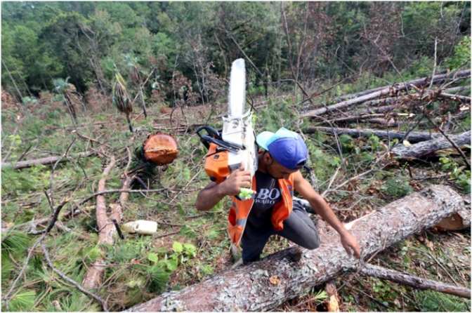 Corte de bosque dañado por el gorgojo en el sector de Cantarranas, departamento de Francisco Morazán, Honduras, C.A.