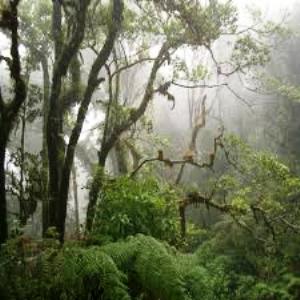 bosque de Yoro